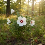Beautiful Shrub Highlight: Lil’ Kim Rose of Sharon
